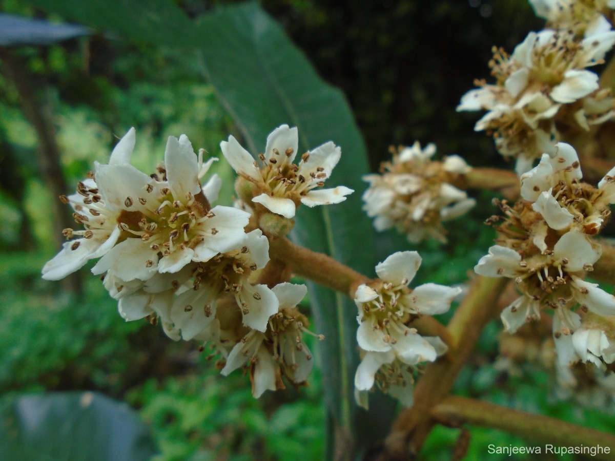 Rhaphiolepis bibas (Lour.) Galasso & Banfi